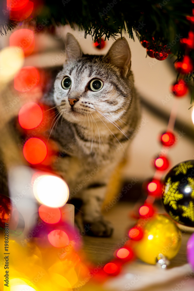 Gray young cat hiding under a Christmas tree near a Christmas tree Gray young cat hiding under a Christmas tree near a Christmas tree