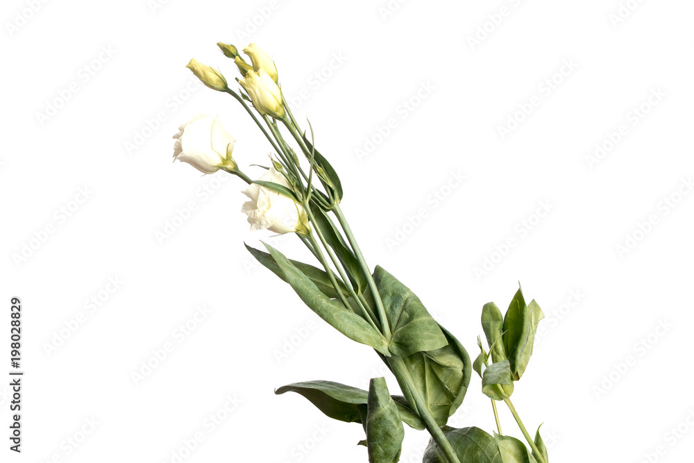 white rose on white background, isolate. Close-up, view above. Copy the space