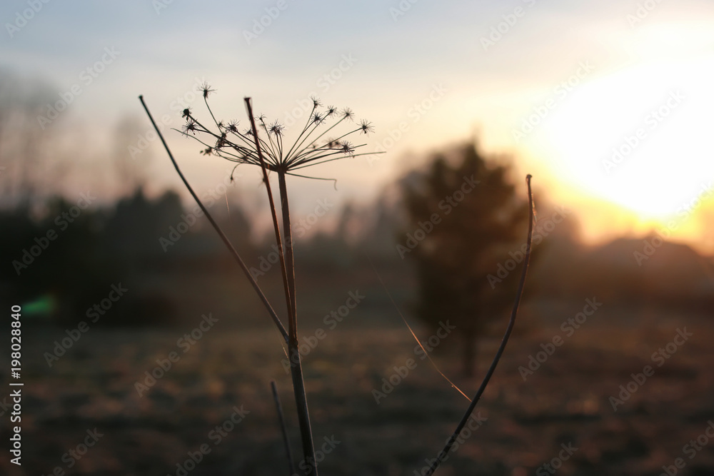 Obraz premium branch on spring sunset