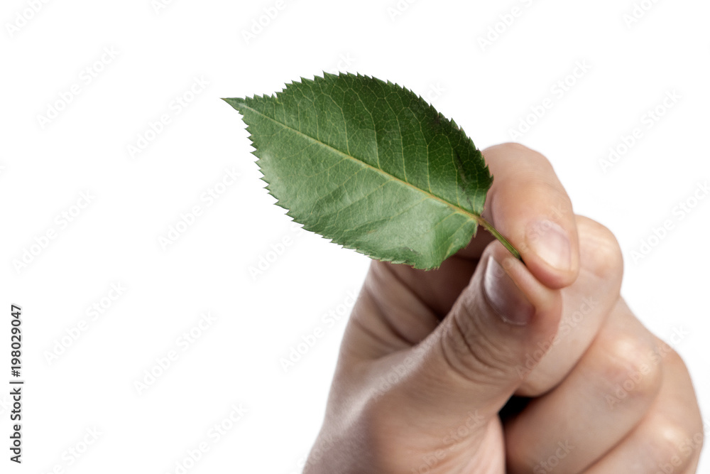 Male hand with green leaf, on white background, isolate. Close-up. Copy the stand. Male hand with green leaf, on white background, isolate. Close-up. Copy the stand.