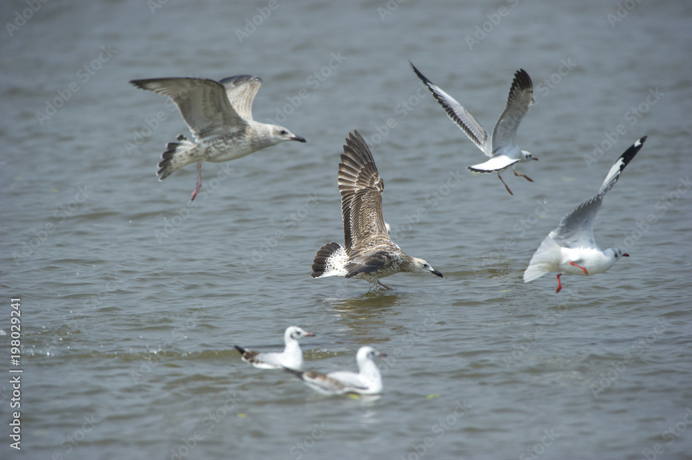 Heuglin's Gull, It is a migratory bird in Thailand. Heuglin's Gull, It is a migratory bird in Thailand.