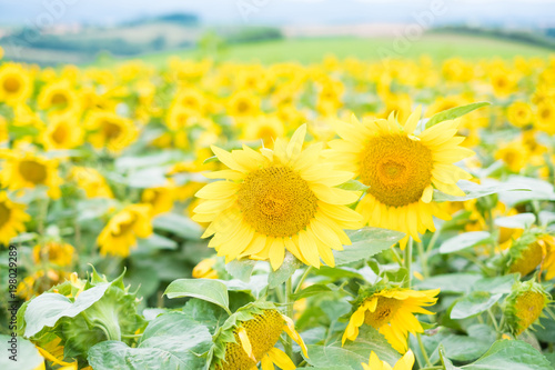 SunFlower Field in Hokkaido