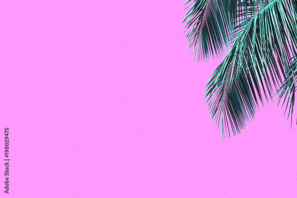 Hello summer floral with tropical green leaves Concept. coconut palm leaves isolated on Pink background,with clipping path. can be used for display or enter text and montage anything your .