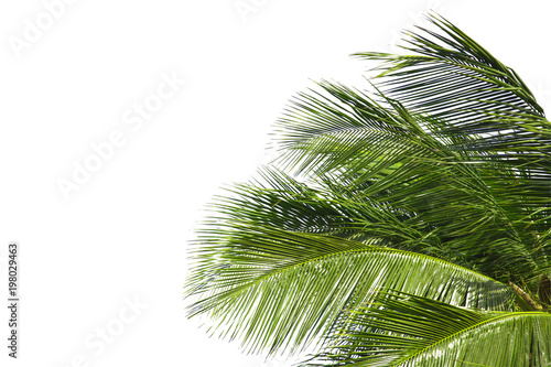 Hello summer floral with tropical green leaves Concept. coconut palm leaves isolated on white background,with clipping path. can be used for display or enter text and montage anything your . © Nitiphonphat