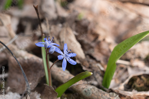 Blaustern im Wald