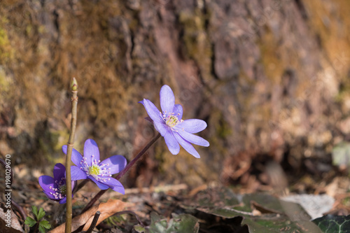 Anemone im Wald