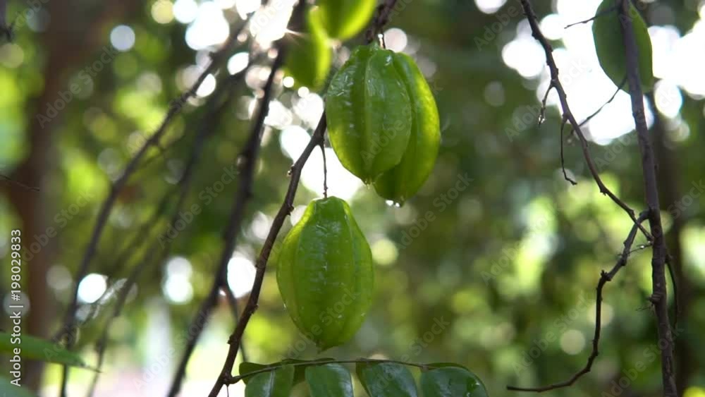 Green star apple fruits hanging on a tree Green star apple fruits hanging on a tree