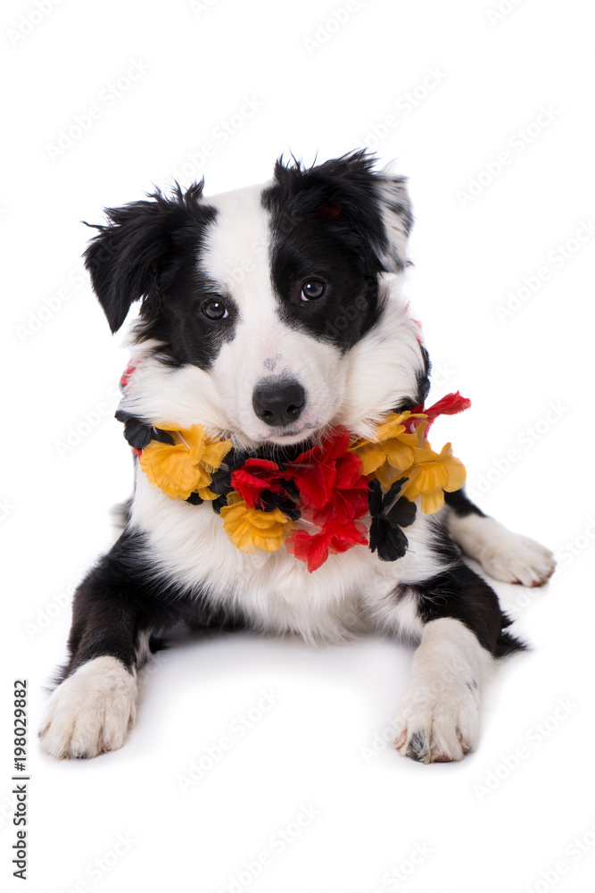 Junger Border Collie als Fußballfan isoliert auf weißem Grund