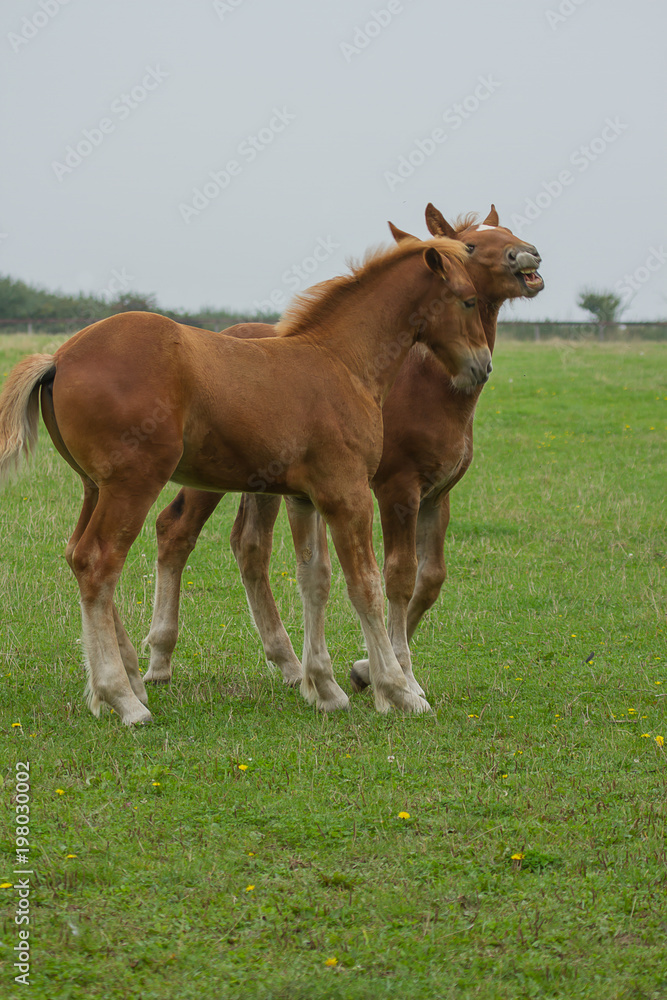 photo of a playful pair of Suffolk punch foals photo of a playful pair of Suffolk punch foals