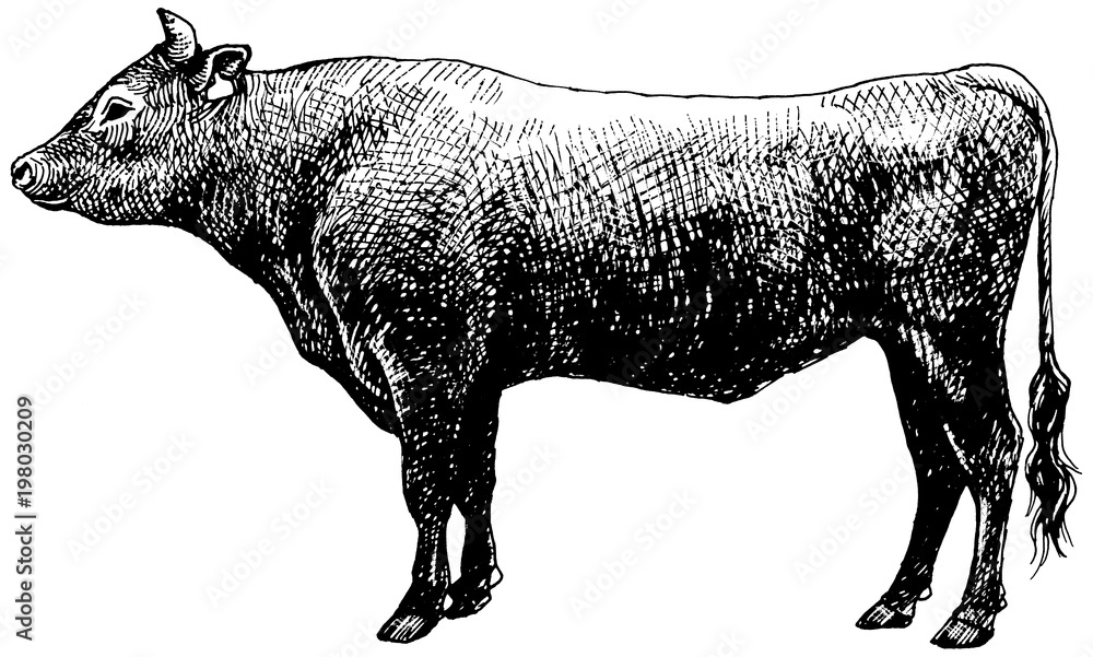 黒毛和牛 ペン画 Stock イラスト Adobe Stock