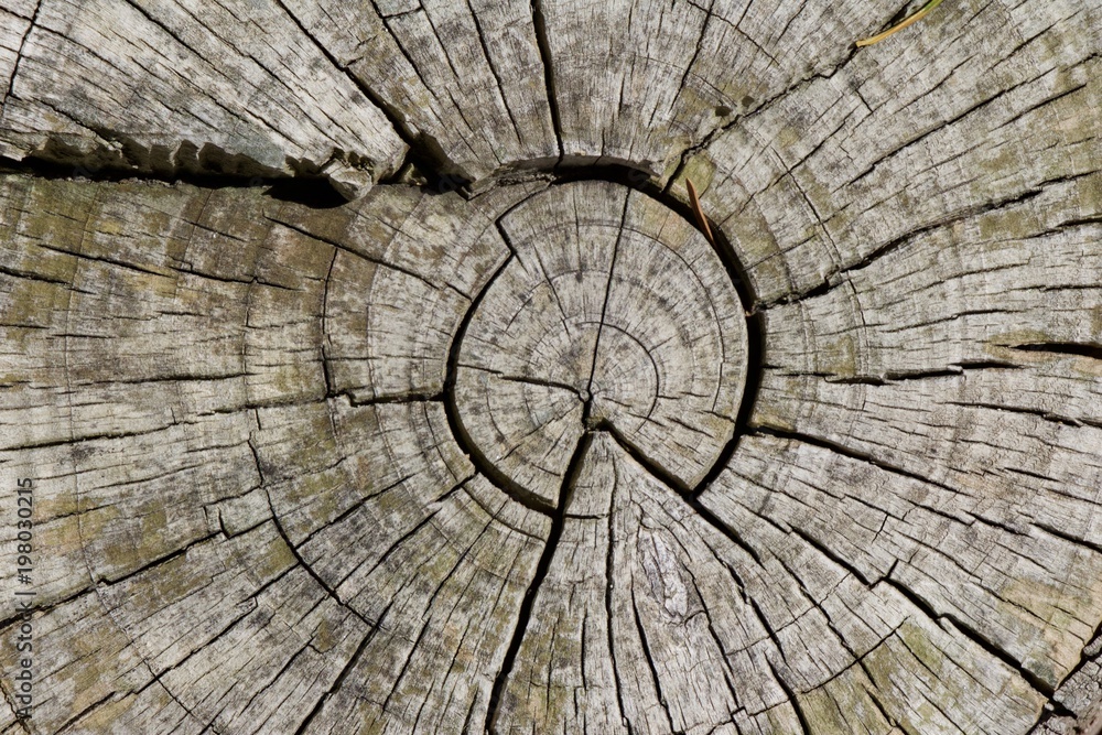 Fototapeta premium Tronco de madeira cortado transversalmente com fissuras.