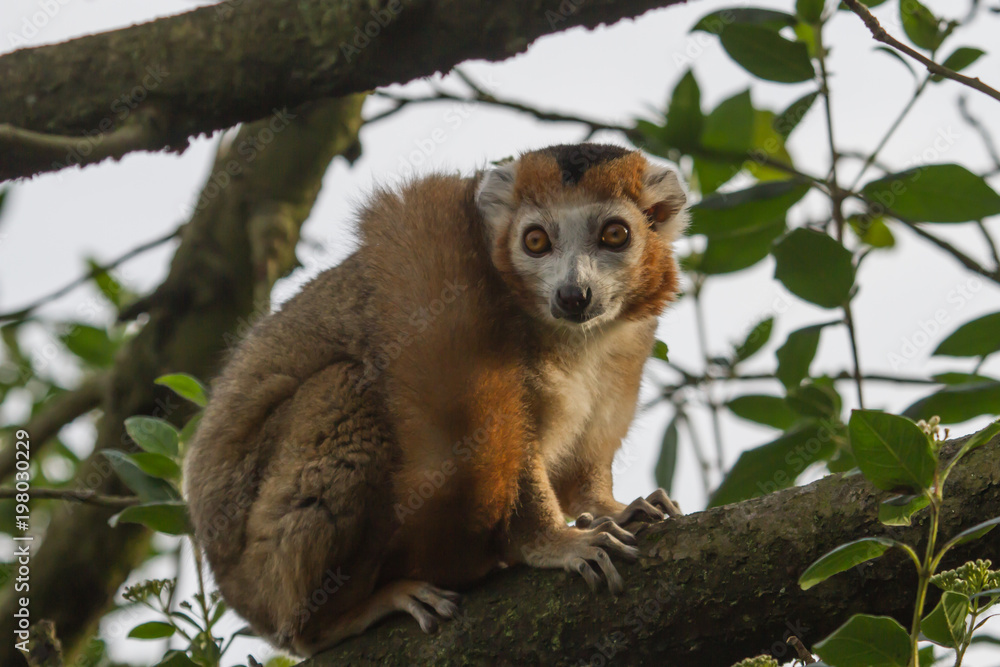 Obraz premium photo of a cute Crowned Lemur sitting in a tree with it's tail raped around it's body