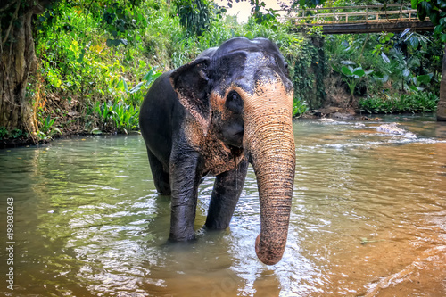 elephant crosses the river among the rainforest