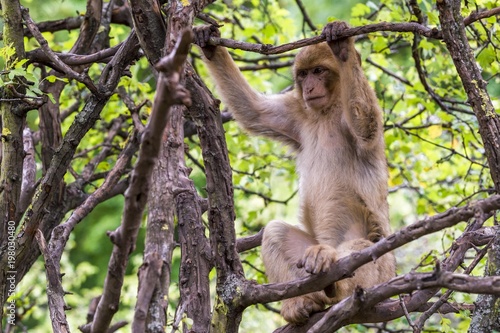 Affe in natürlicher Umgebung © MeilenSteine