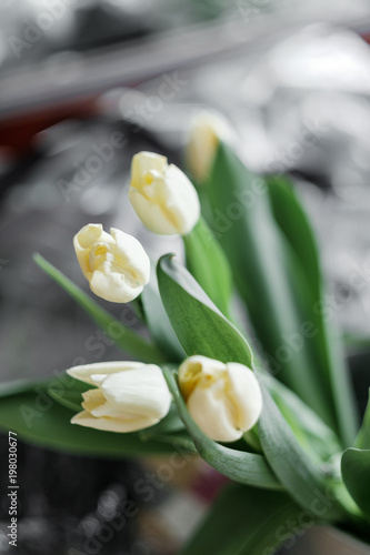 white tulips . Delicate spring bouquet with green leaves