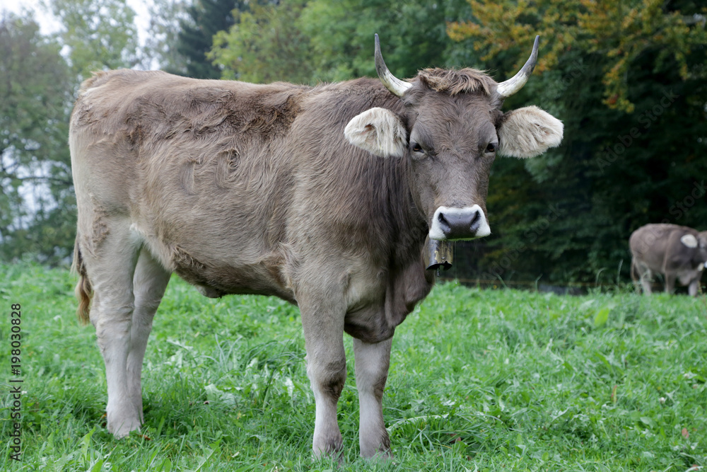 Kuh mit Hörnern auf der wiese