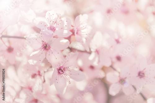 pink cherry tree flowers background © aygulchik99