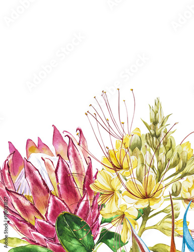 Obraz na płótnie Akwarela Protea i kwiaty Caesalpinia. Tropikalnej dekoraci kwiecista botaniczna ilustracja. Akwarela na białym tle. Idealne na zaproszenia, wesele lub kartki z życzeniami.