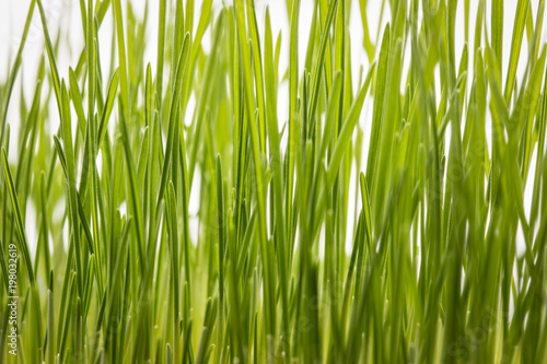 green wheatgrass growing abstract