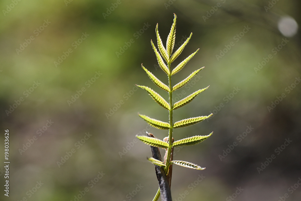 Spring nature. Leaves and bushes with the first green leaves in Spring nature. Leaves and bushes with the first green leaves in