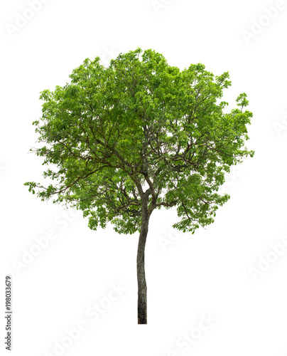 Photographie tree isolated on white background