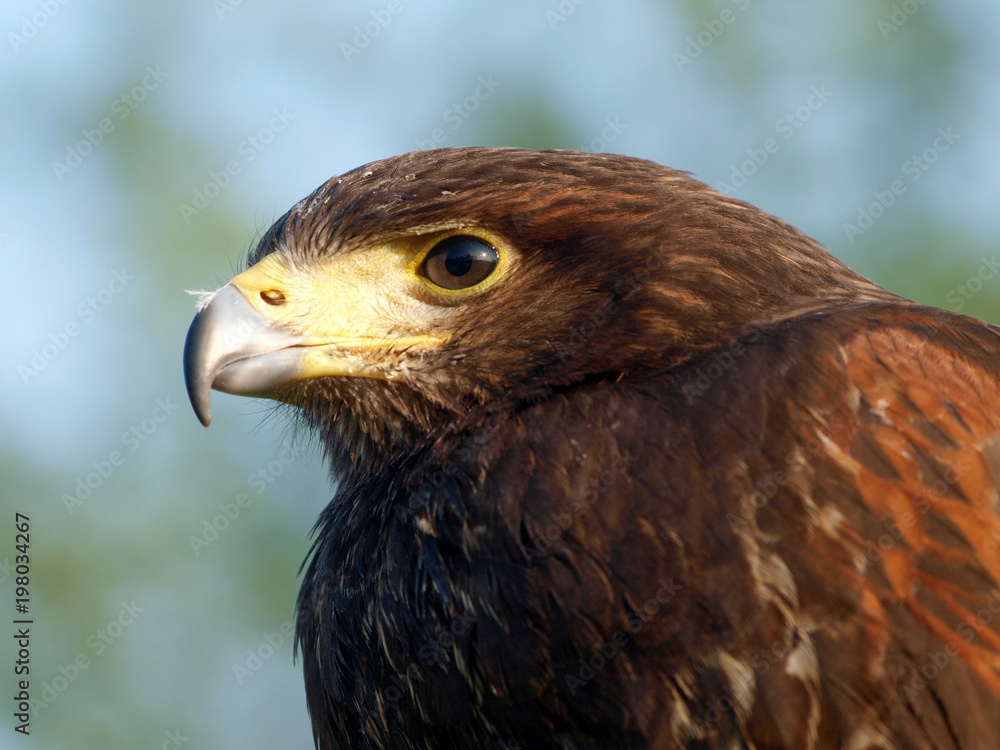 Bird of Prey Bird of Prey