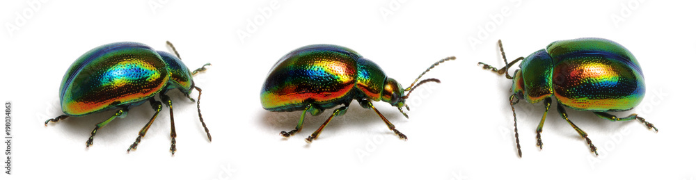 Fototapeta premium Green beetle on white