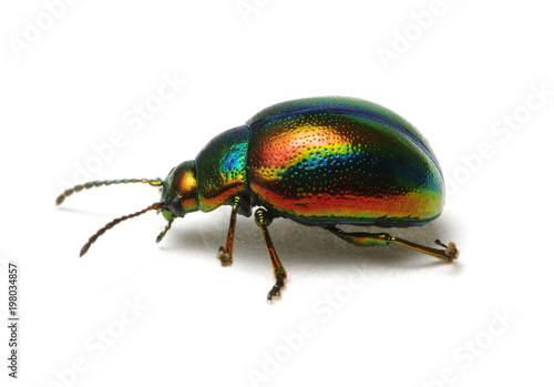 Leaf beetle Chrysolina graminis © Alekss