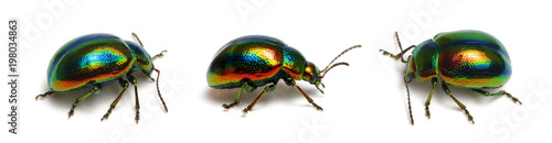 Green beetle on white