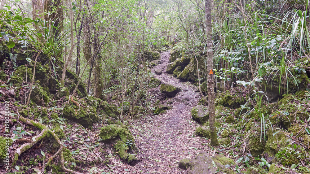 Fototapeta premium Trail over solidified lava on the in Rangitoto New Zealand