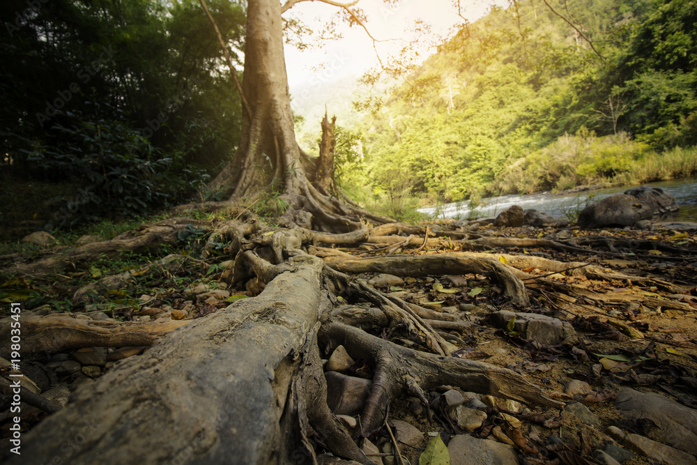 plant tree long root falls over rock on the banks of the river.