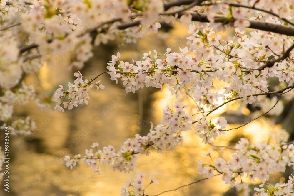 Fototapeta premium 夕暮れ時の桜