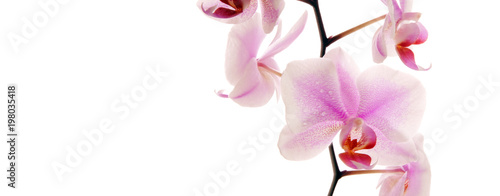 Close-up of beautiful pink Orchid flower .