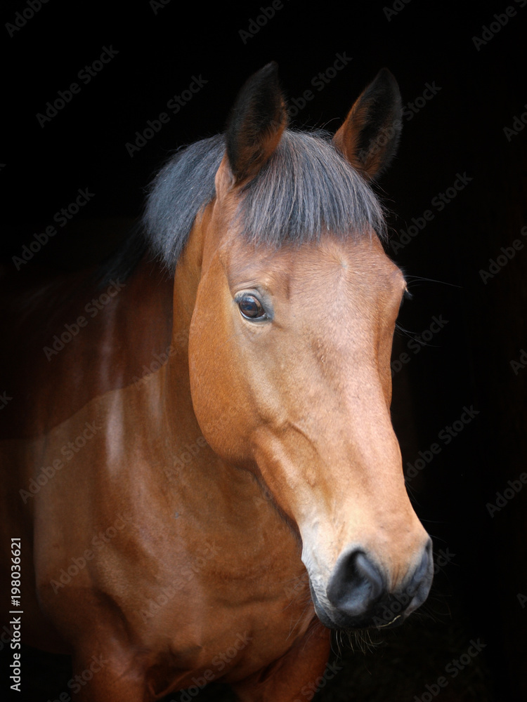 Fototapeta premium Strzał w głowę konia