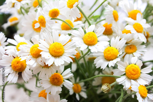 bouquet of field chamomiles