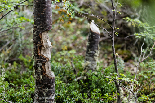Tree trunk eaten by Beaver castor canadensis in park in Ushuai