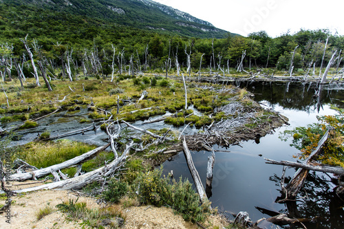 Dam created on river by Beaver castor canadensis in park in U photo