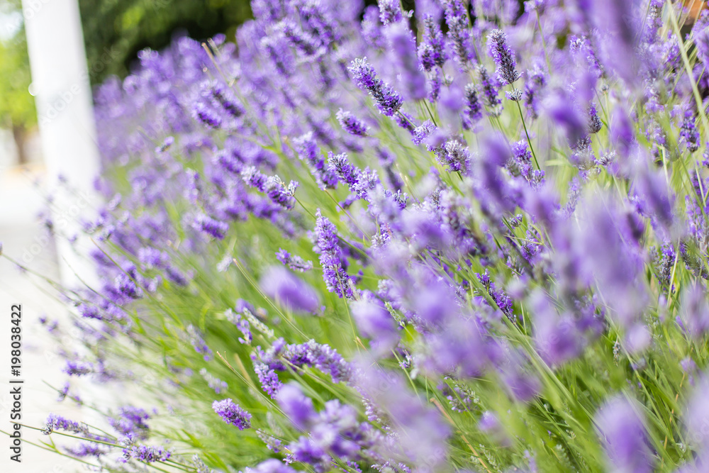Obraz premium Lavender garden on sidewalk in El Calafate, Argentina