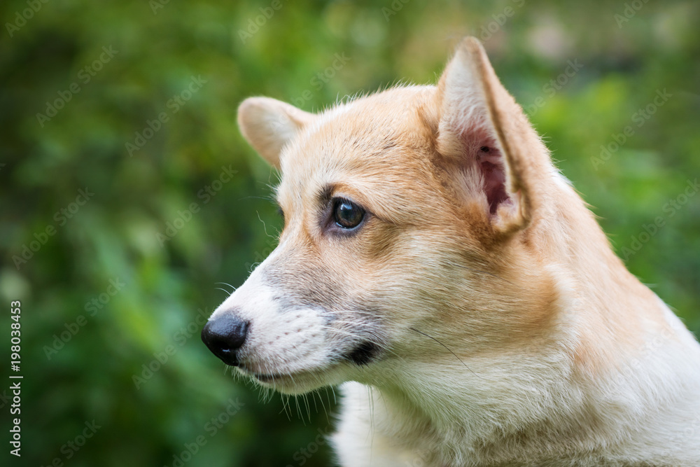 portrait of a red dog breed Corgi in nature