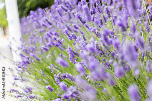 Fototapeta Naklejka Na Ścianę i Meble -  Lavender garden on sidewalk in El Calafate, Argentina