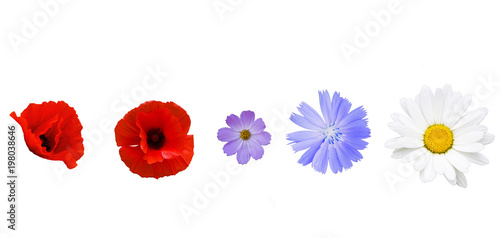 Different garden flowers on white background