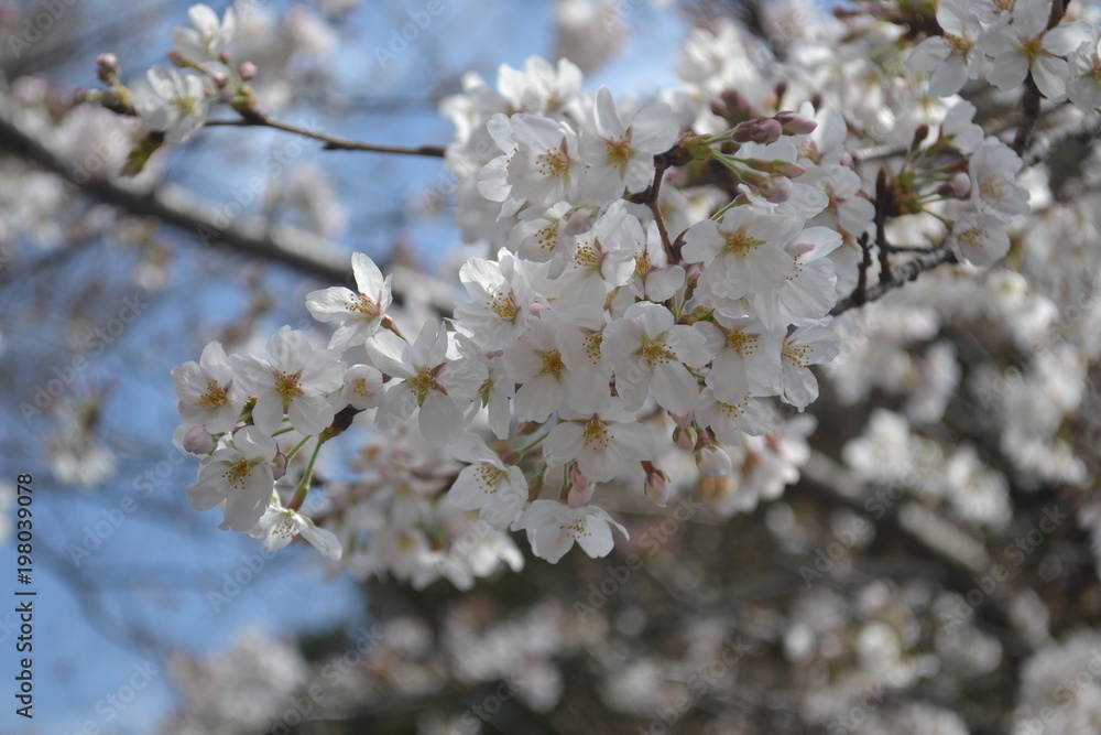 Cherry blossom flowers in Shinjuku garden, Tokyo