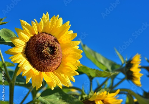 Fototapeta Naklejka Na Ścianę i Meble -  Sunflowers close-up against dark blue sky