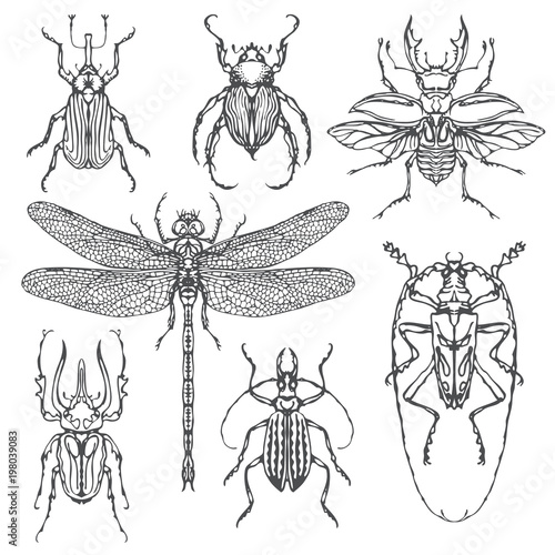 Vector set of various insects in retro style. Bugs, dragonfly and other beetles. Realistic collection of contour drawings of beetles. Vector illustration isolated on background