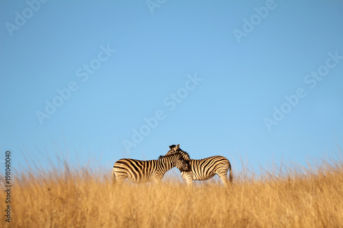 Zebras in the African bush
