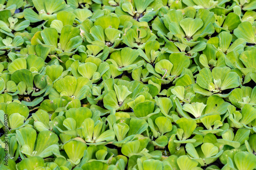 Close up green water lettuce on water © voraphong pirawd