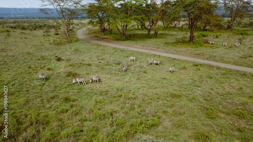 aerial view of wild zebras in african savannah in lake Nakuru national park, Kenya.