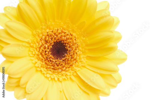 Beautiful yellow gerbera flower