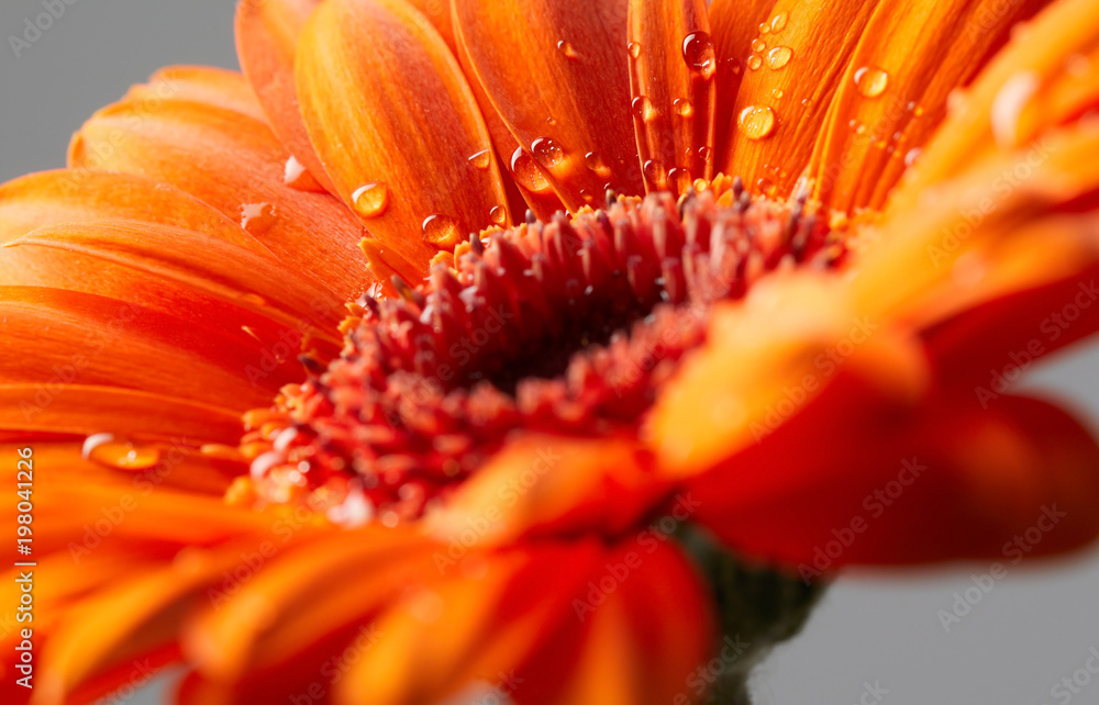 Gerbera flower with drops of water - obrazy, fototapety, plakaty 
