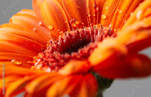 Gerbera flower with drops of water